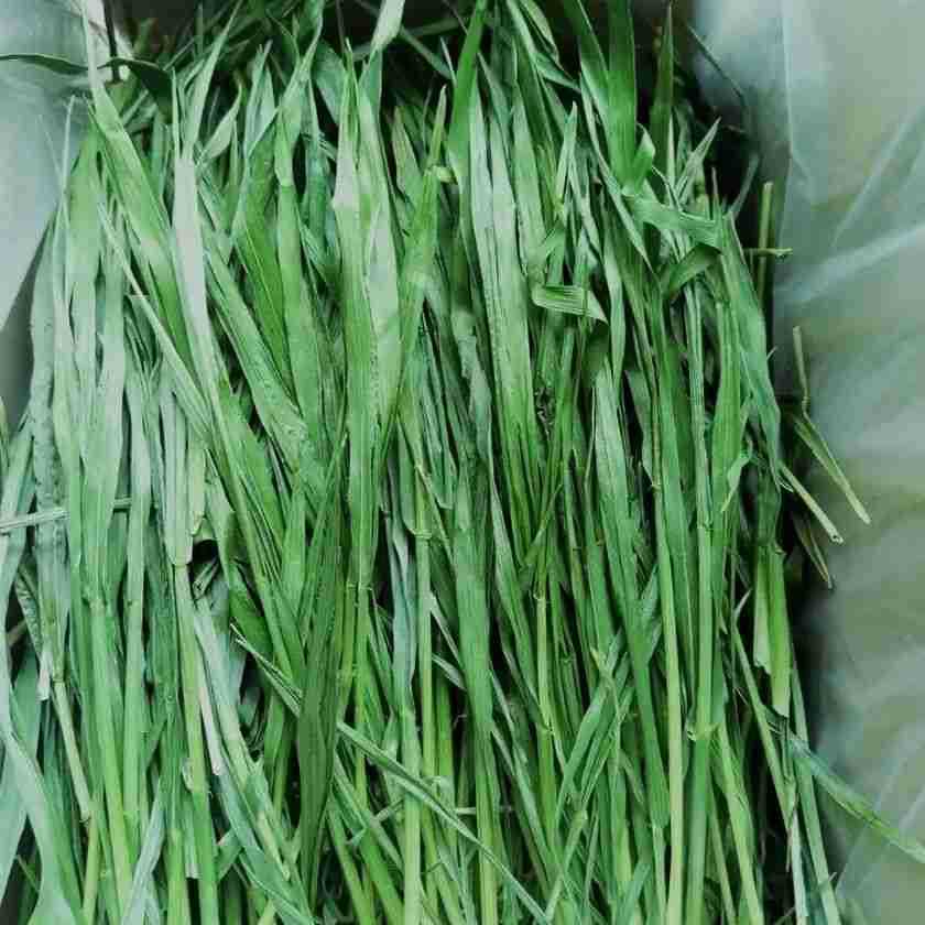 烘干燕麦草重1000克燕麦草兔子草料荷兰猪龙猫豚鼠主粮兔粮牧草