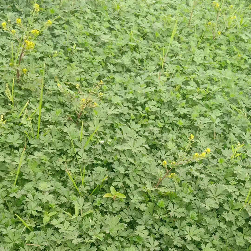 三叶委陵菜露天苗 委陵菜宿根地被植物 三叶委陵菜青州基地