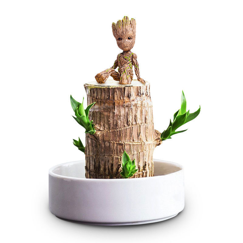 批发巴西木水培盆栽植物 室内幸运木盆栽水养办公桌面绿植 格鲁特