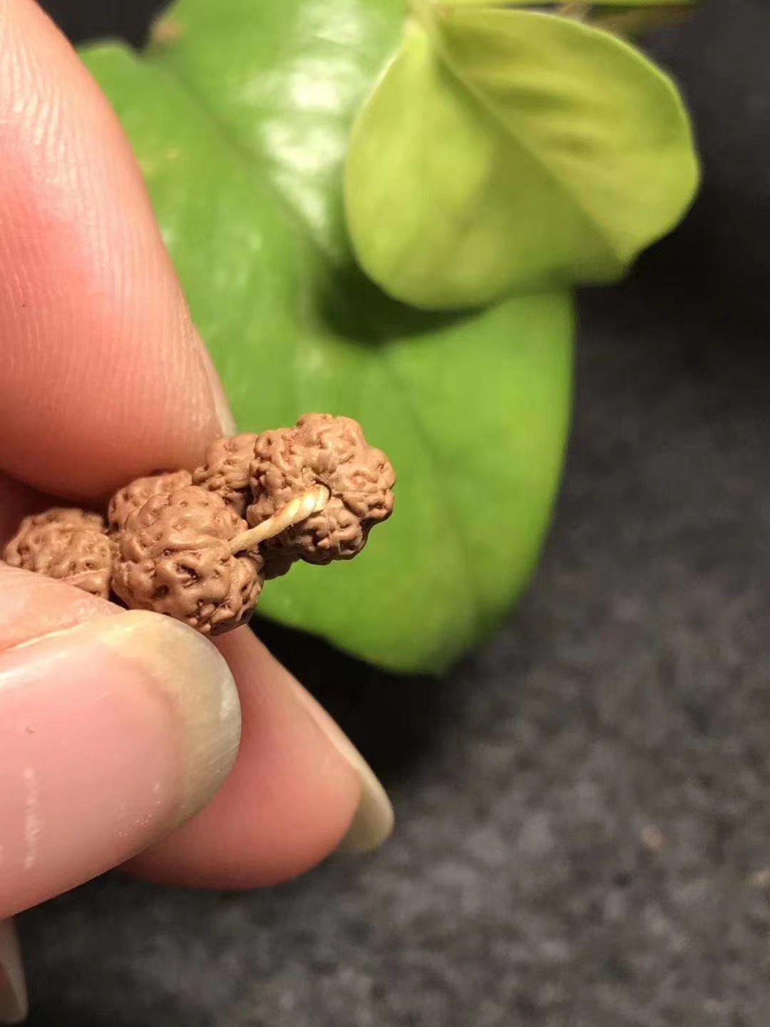 印尼小金刚长串,五瓣同树籽小钢豆小金刚 小尺寸(货号20)