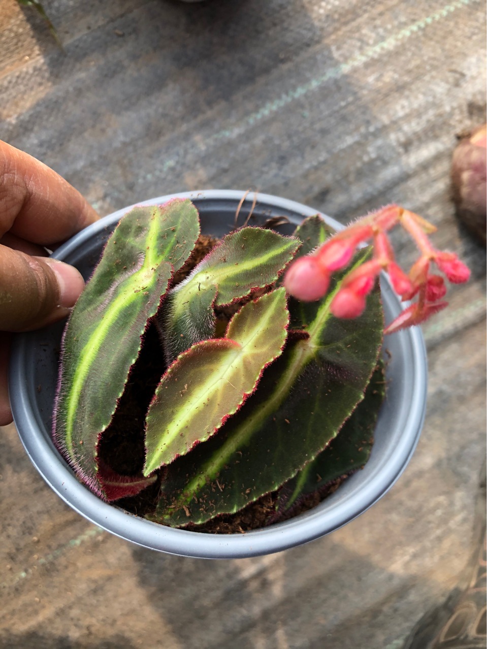 猫眼秋海棠 室内盆栽绿植花卉批发