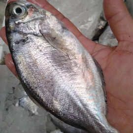 野生南鲳鱼肉鲳鱼冷冻海鲜水产品新鲜速冻肉鲫鱼玉昌鱼海仓鱼批发