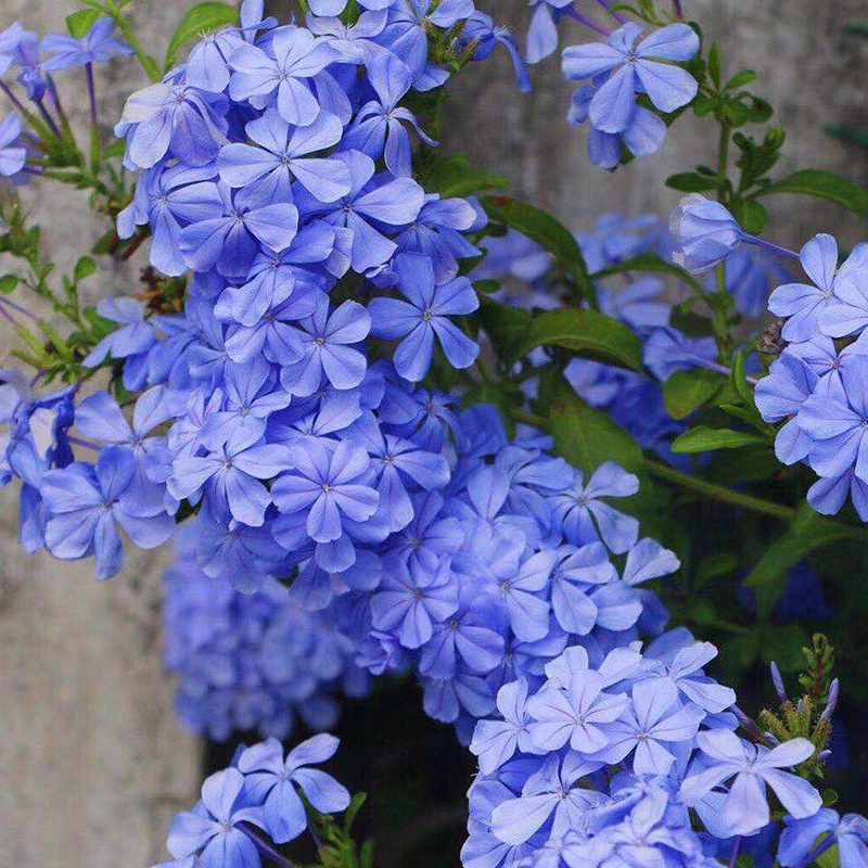 多年生盆栽白雪花量家用办公楼庭院阳台花坛观花草本绿植物蓝雪花