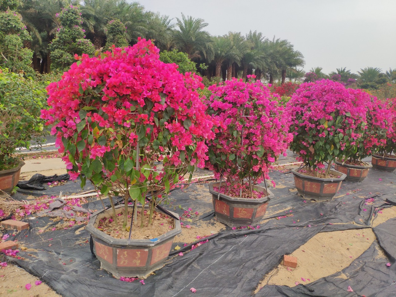 203供应 红花三角梅球 1-1.