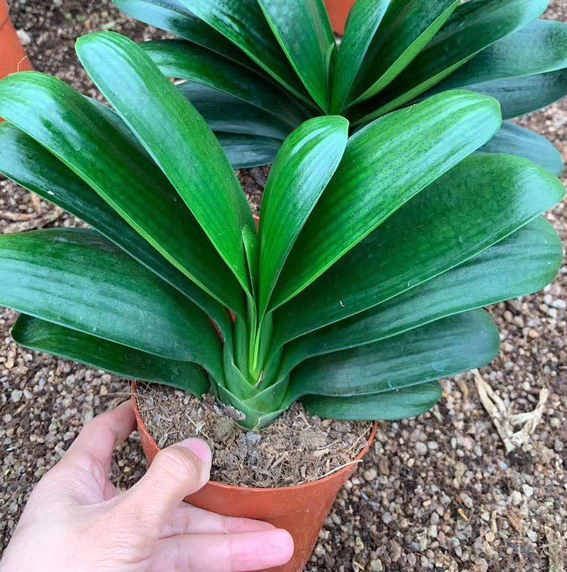 【基地直供】花卉植物盆栽 居家植物花卉绿植盆栽 120元宝君子兰