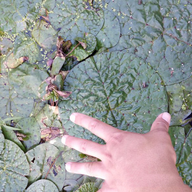 苗圃批发芡实苗水生植物鸡头莲一年生水生植物