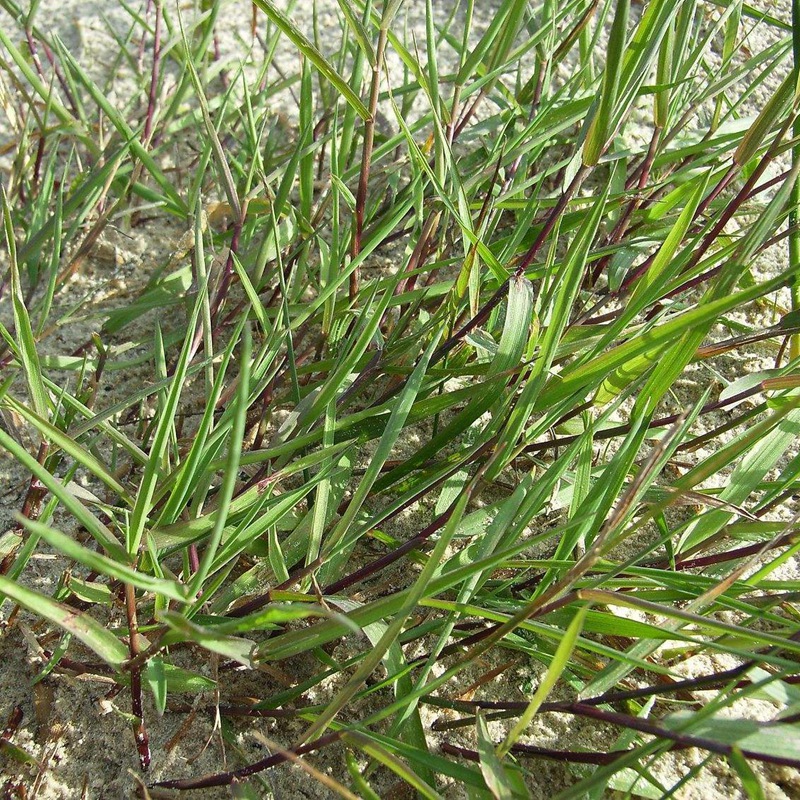 匍匐型剪股颖种子 草坪草种字庭院绿化草籽剪股颖匍匐种子