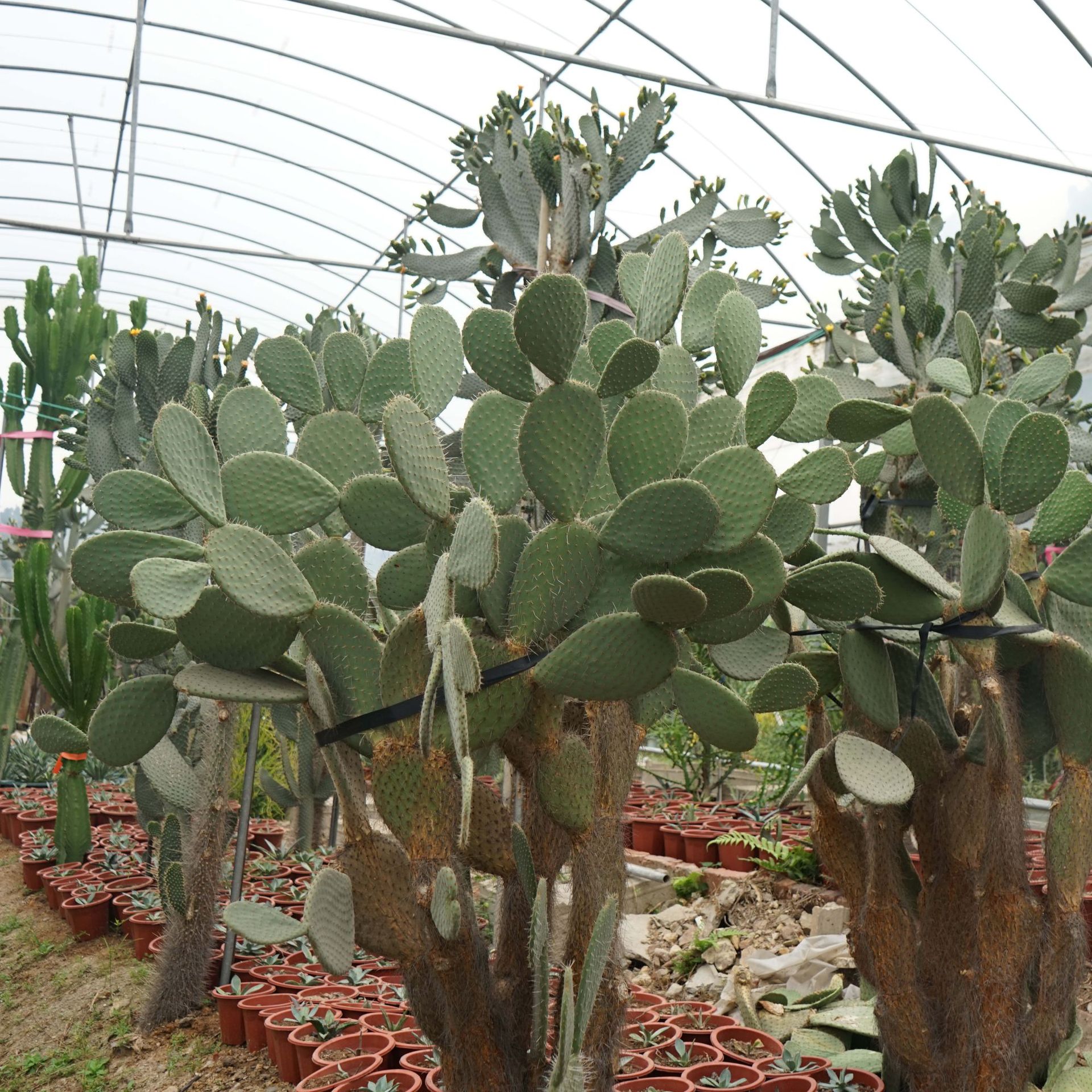红花大型仙人掌 无刺植物 白毛掌多肉多浆植物庭院景观绿植仙人掌