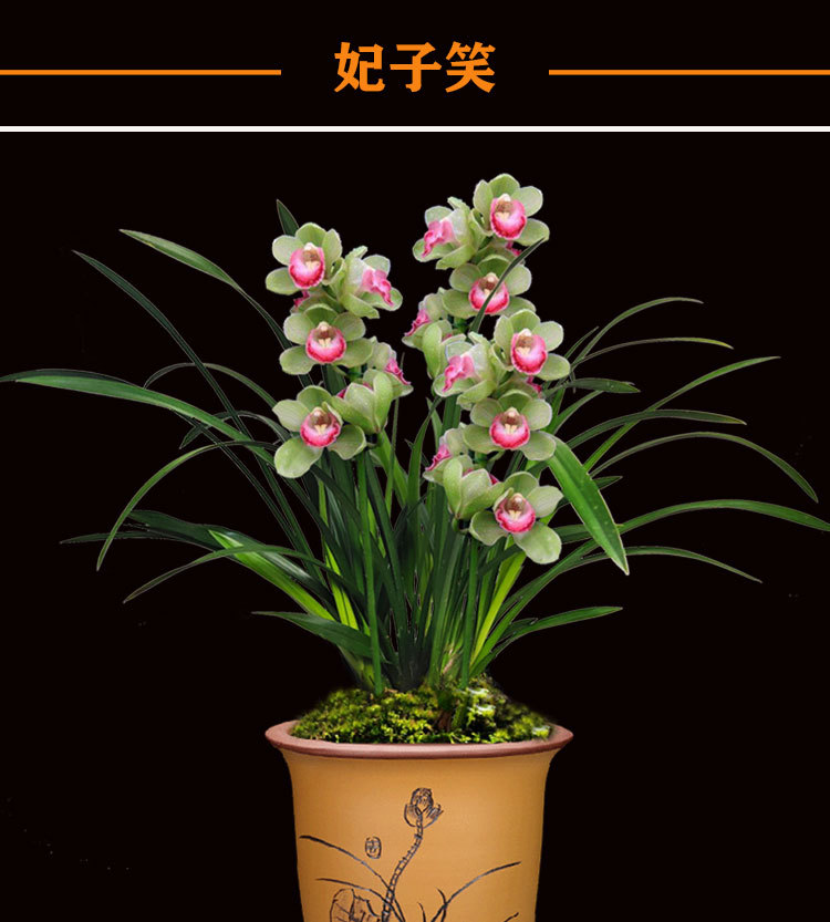 兰花苗妃子笑浓香兰花盆栽建兰四季兰好养室内阳台客厅绿植花卉