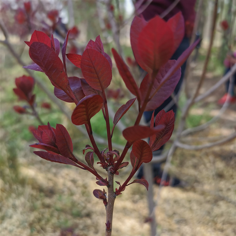 8-1-1.5-2公分红栌树苗 彩叶苗 红黄栌价格