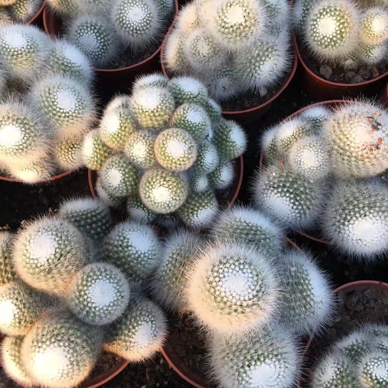 白小丁多头仙人球白公主仙人球 绿植小盆栽多肉植物