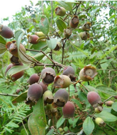 我的故事4--摘菇稔子