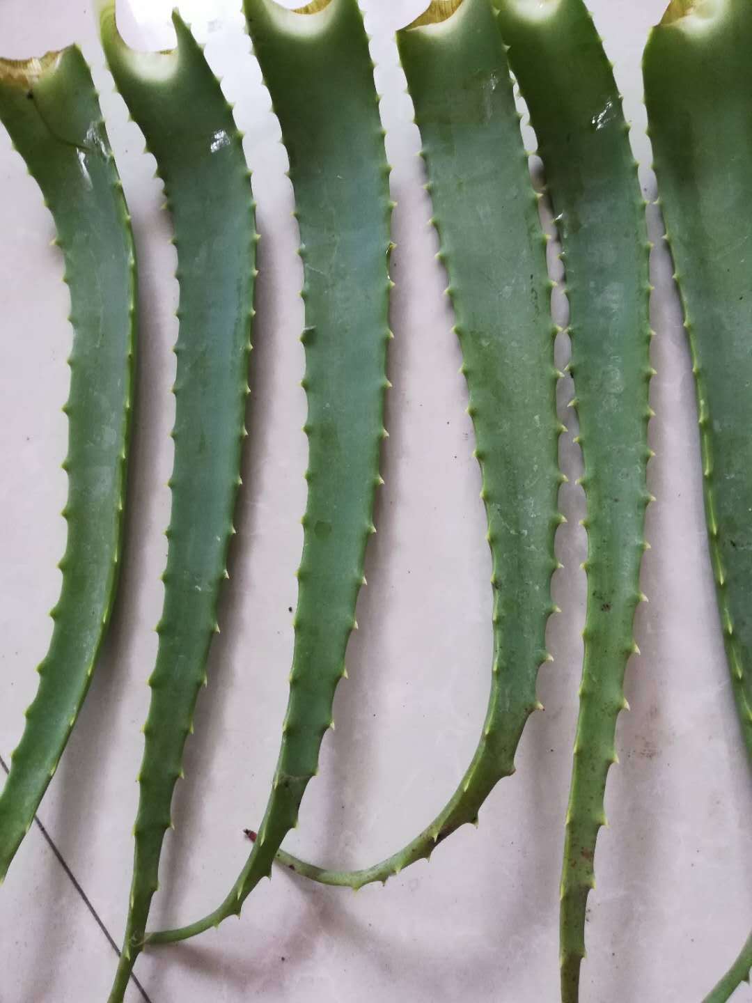 盆栽花卉 龙爪芦荟木立芦荟 美容芦荟叶片食用芦荟六年苗叶片包邮