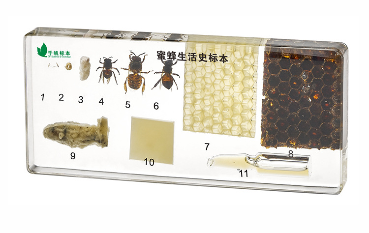 昆虫档案蜜蜂图片