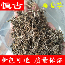 中药材批发垂盆草 石指草佛甲草 产地货源量大价优