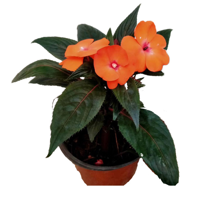 凤仙花盆栽花海设计 阳台室外开花植物 花苗四季花卉庭院绿植租摆