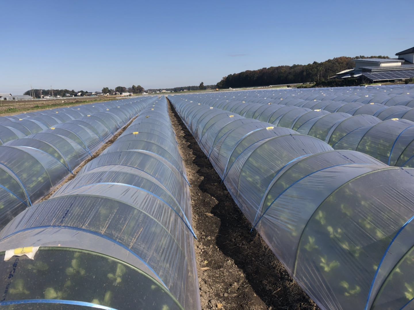 玻璃纤维杆大棚拱棚杆拱杆支架棒厂家 4567810mm农用小拱棚骨架