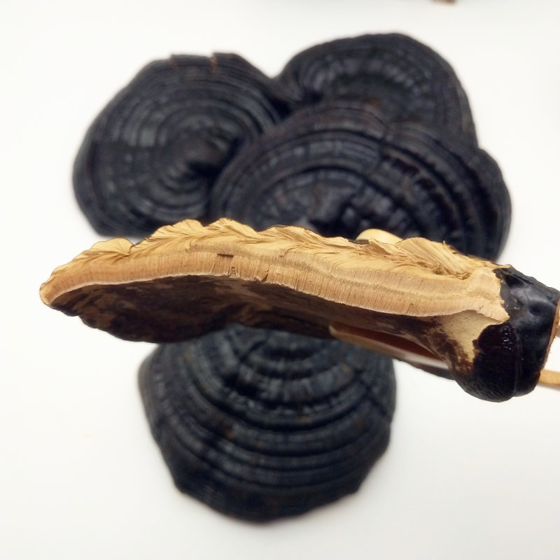 灵芝长白山灵芝紫芝赤芝灵芝孢子粉泡茶泡酒料煲汤料吉林东北特产