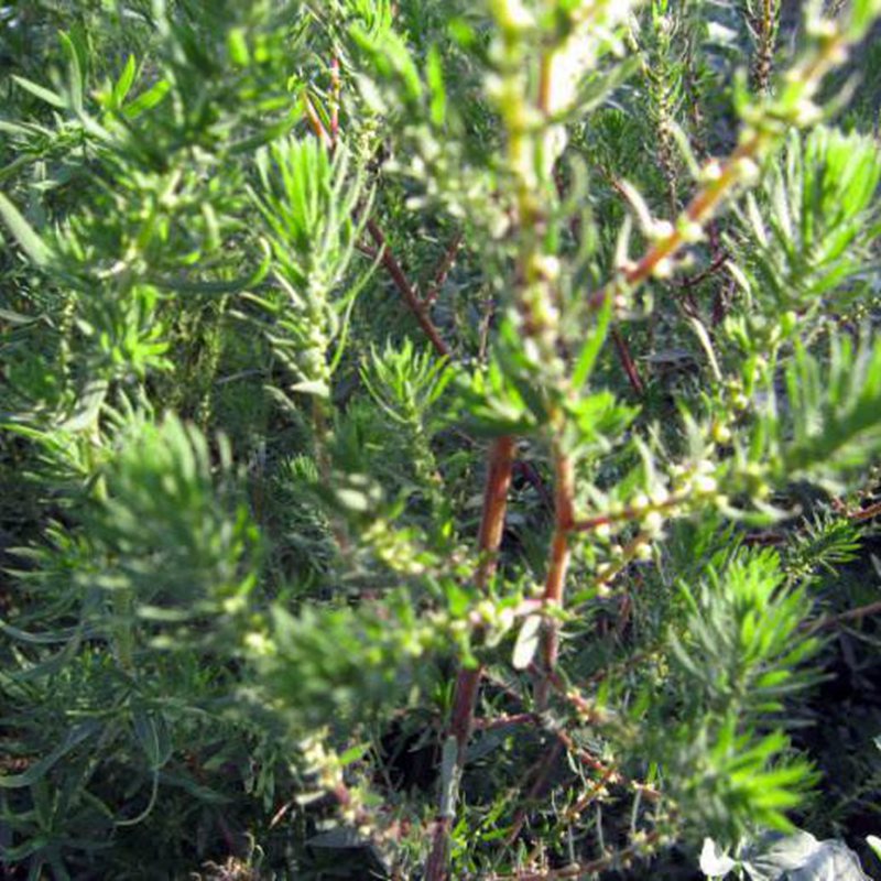 沙米 优质沙米种子 沙蓬种子 固沙植物沙子沙米 沙蓬米籽