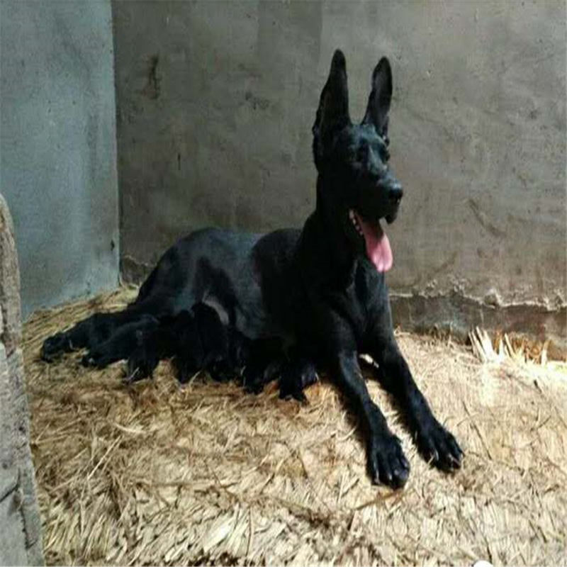 黑狼犬混血幼犬看家护院犬大型短毛东德牧羊犬巨型狼犬活体宠物