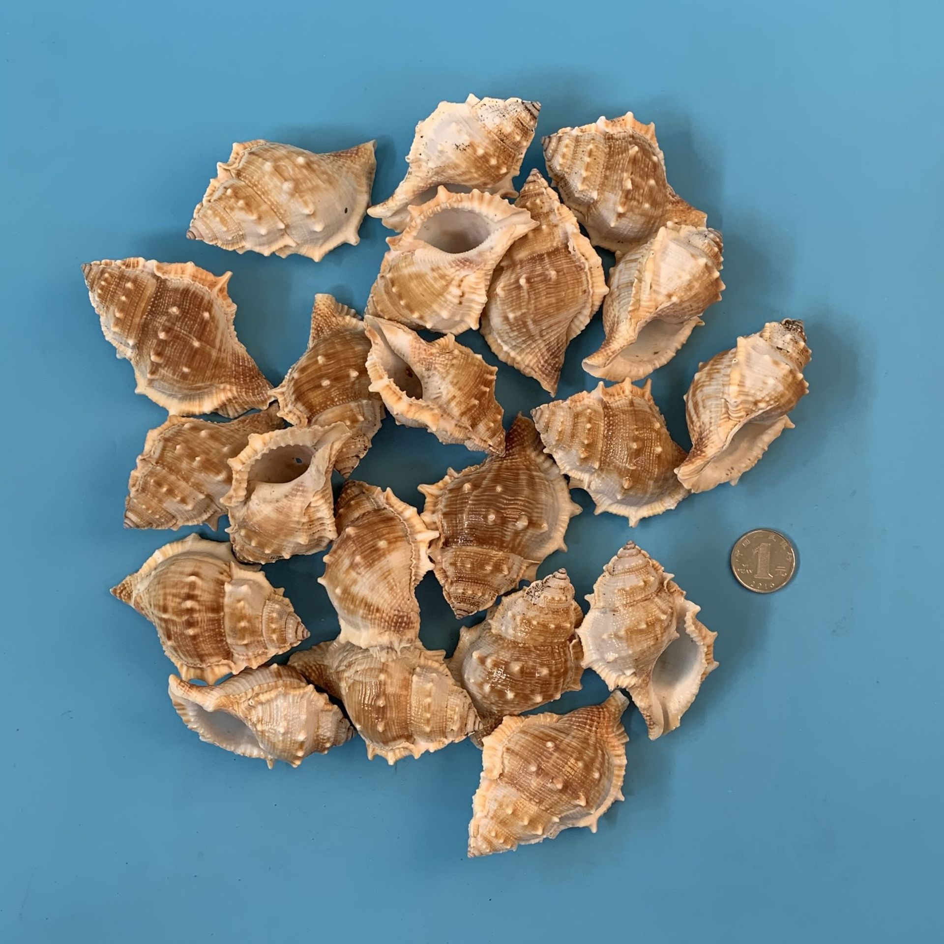 天然海螺贝壳海参螺扁刺螺鱼缸水族寄居蟹替换壳幼教标本diy批发