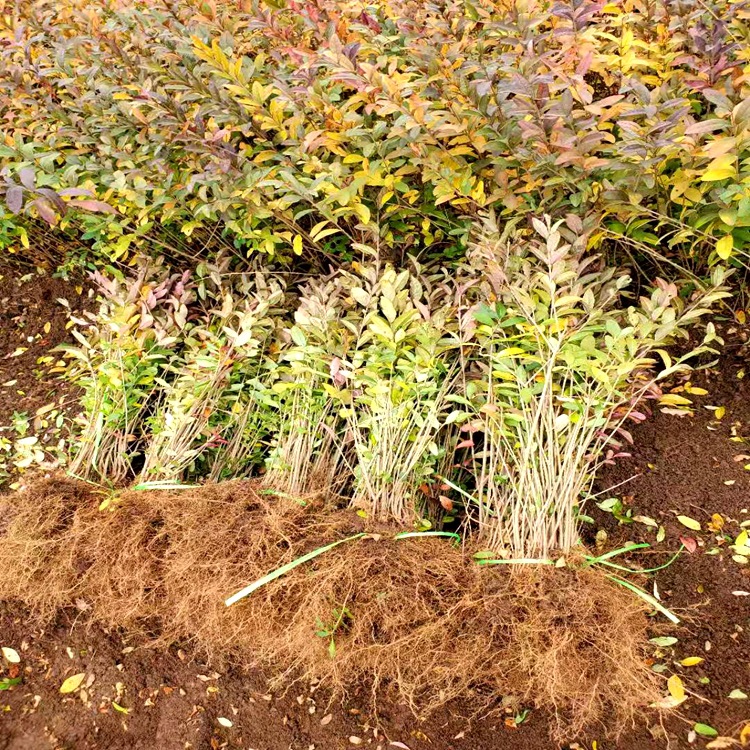 基地批发绿化 水蜡 丛生水蜡 规格齐全 园林绿化植物