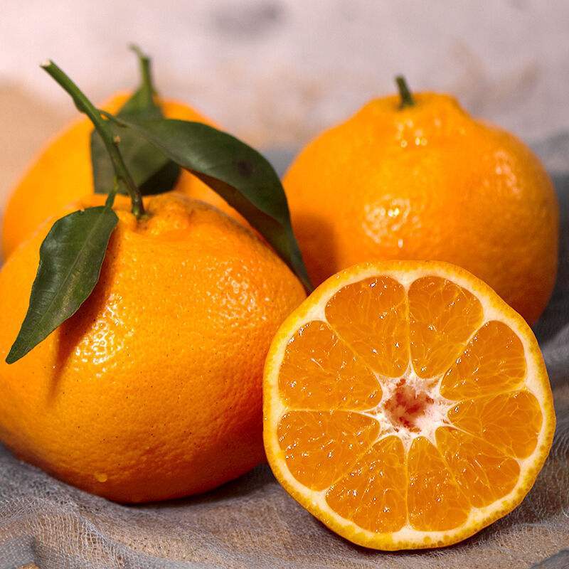 四川眉山春见耙耙柑东坡春见耙耙柑现摘现发新鲜采摘非丑橘柑橘