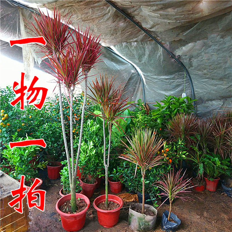 七彩铁植物盆栽植物室内花卉三色龙血树办公室绿植客厅观赏植物