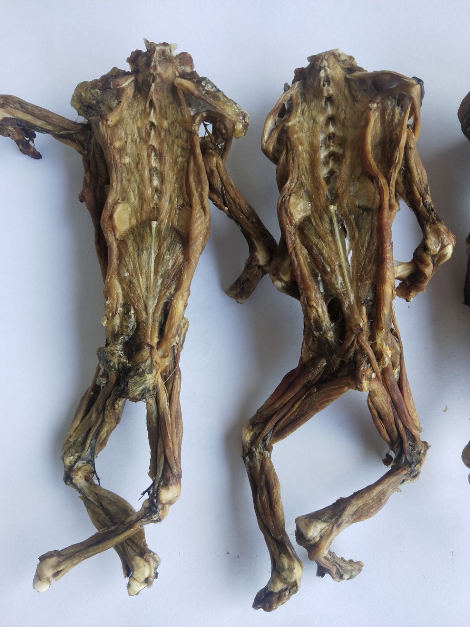 养殖场直销 锦鲤鱼苗 三色锦鲤观赏鱼鱼苗批发 各种观