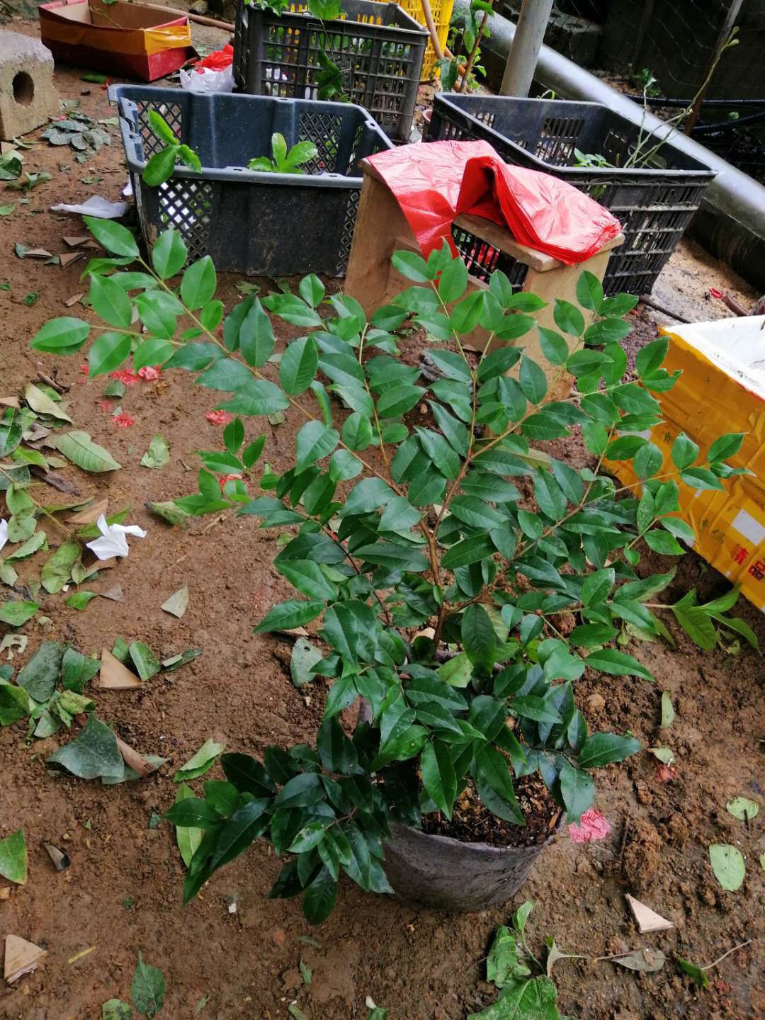 嘉宝果树苗树葡萄苗正宗台湾嘉宝果苗四季南方北方种植当年结果苗