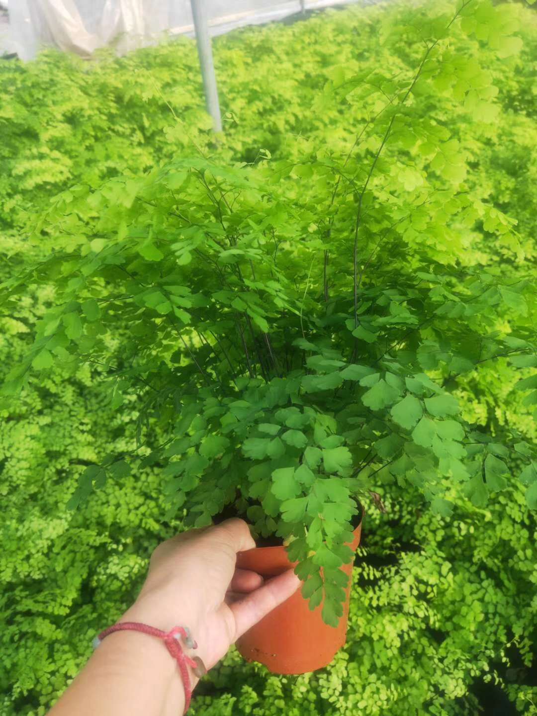 广州基地直供 花卉盆栽植物 绿化工程 专用蕨类 120飞雪铁线蕨