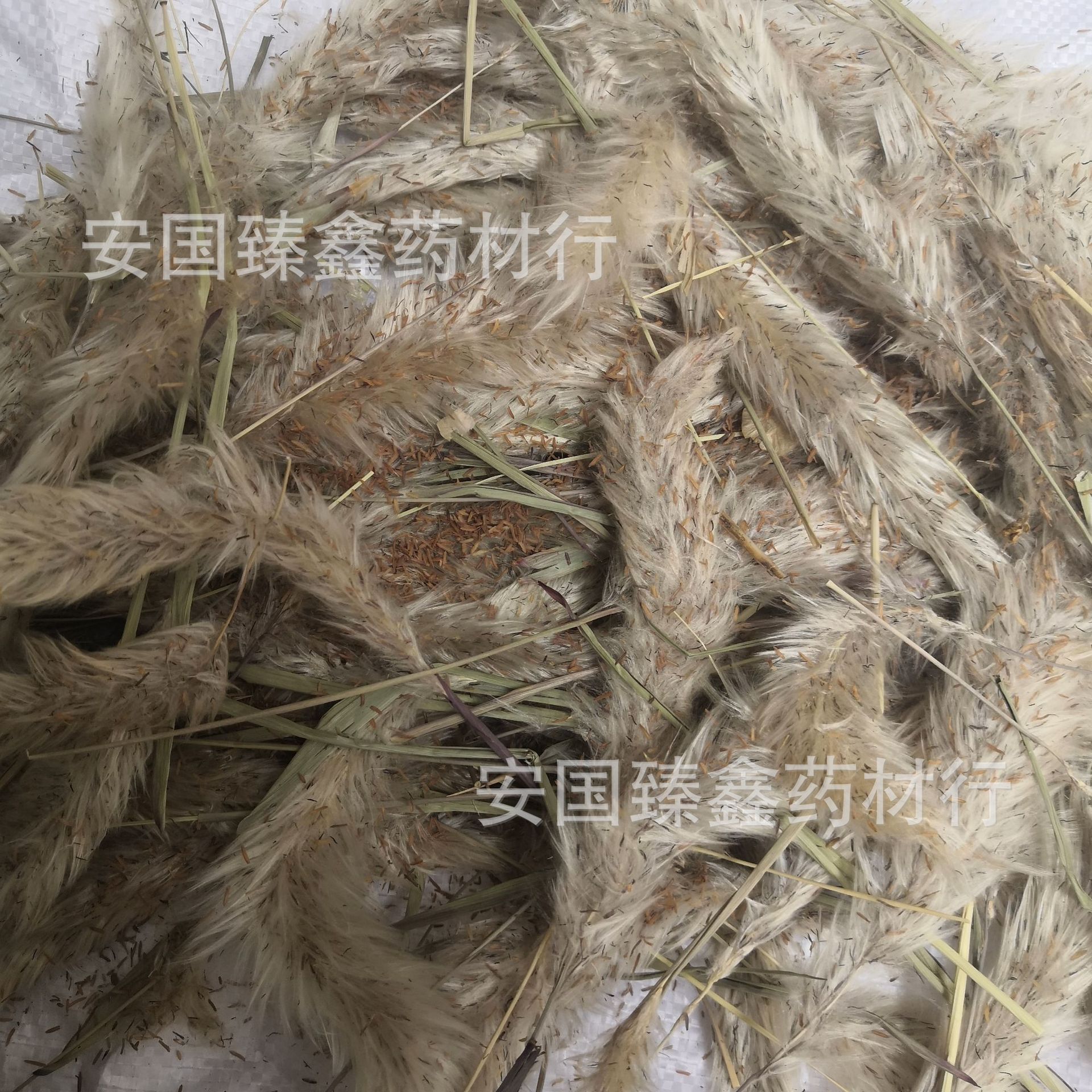 中药材白毛花 白茅花 菅花 茅花 茅盔花 茅针花 实物拍摄