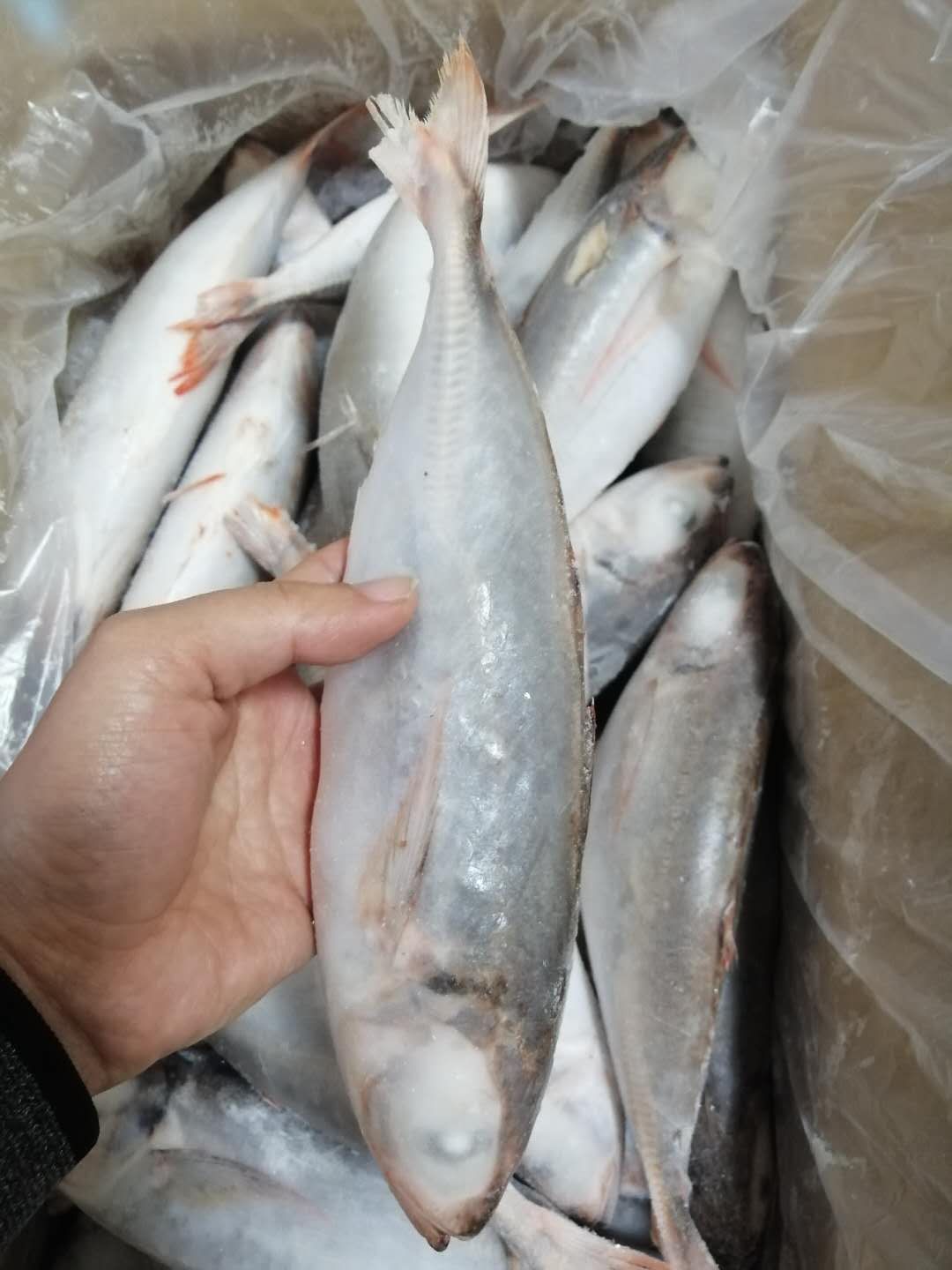 红尾巴浪鱼 深海巴浪鱼