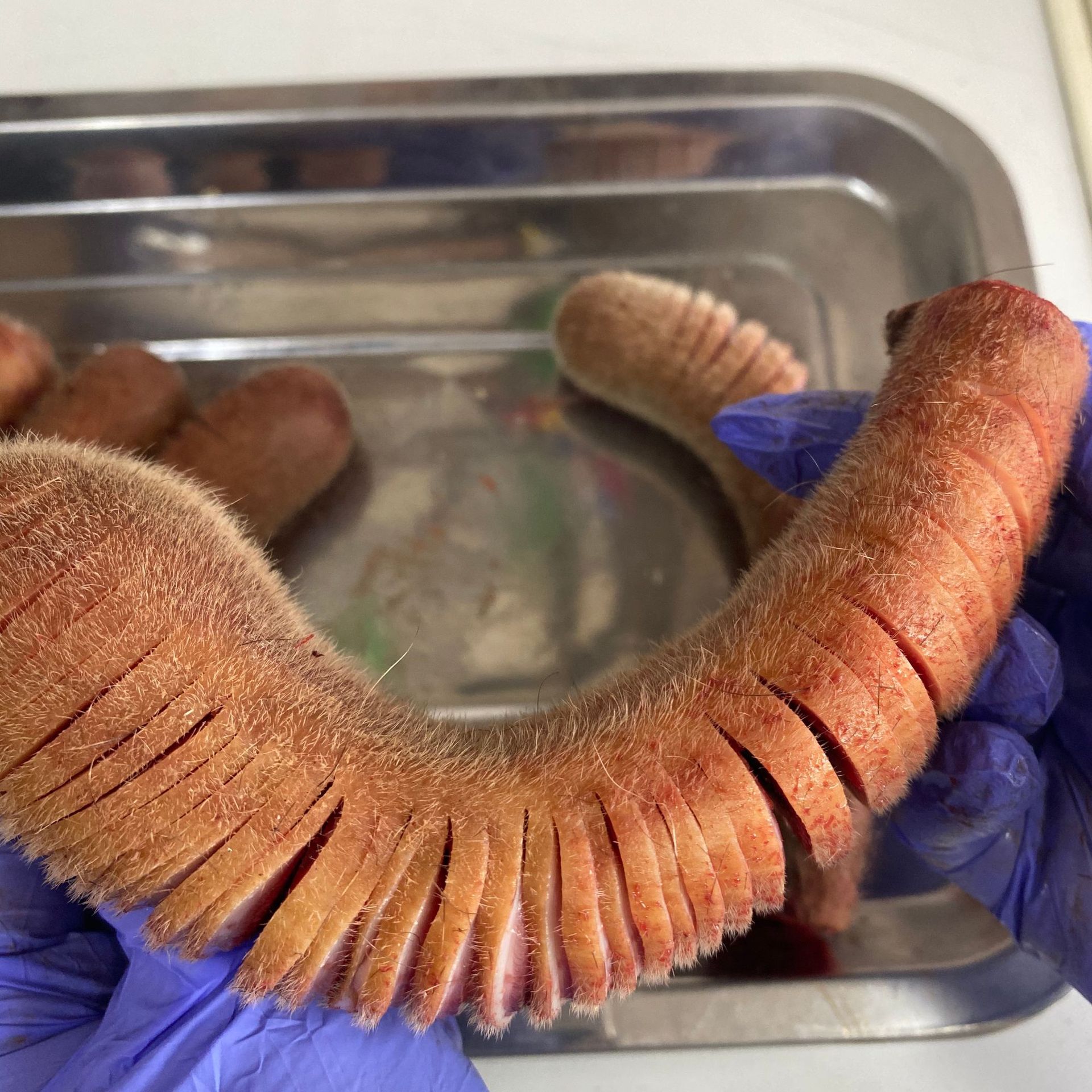 2020年新鲜梅花鹿毛桃鹿茸 精品鹿茸 头茬二杠 鲜嫩 含血量充足