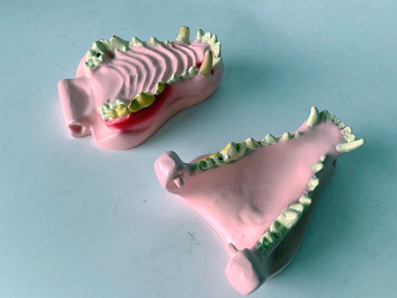 狗病理牙齿模型 犬牙齿模型 宠物教学演示模型 犬病变牙犬牙口腔