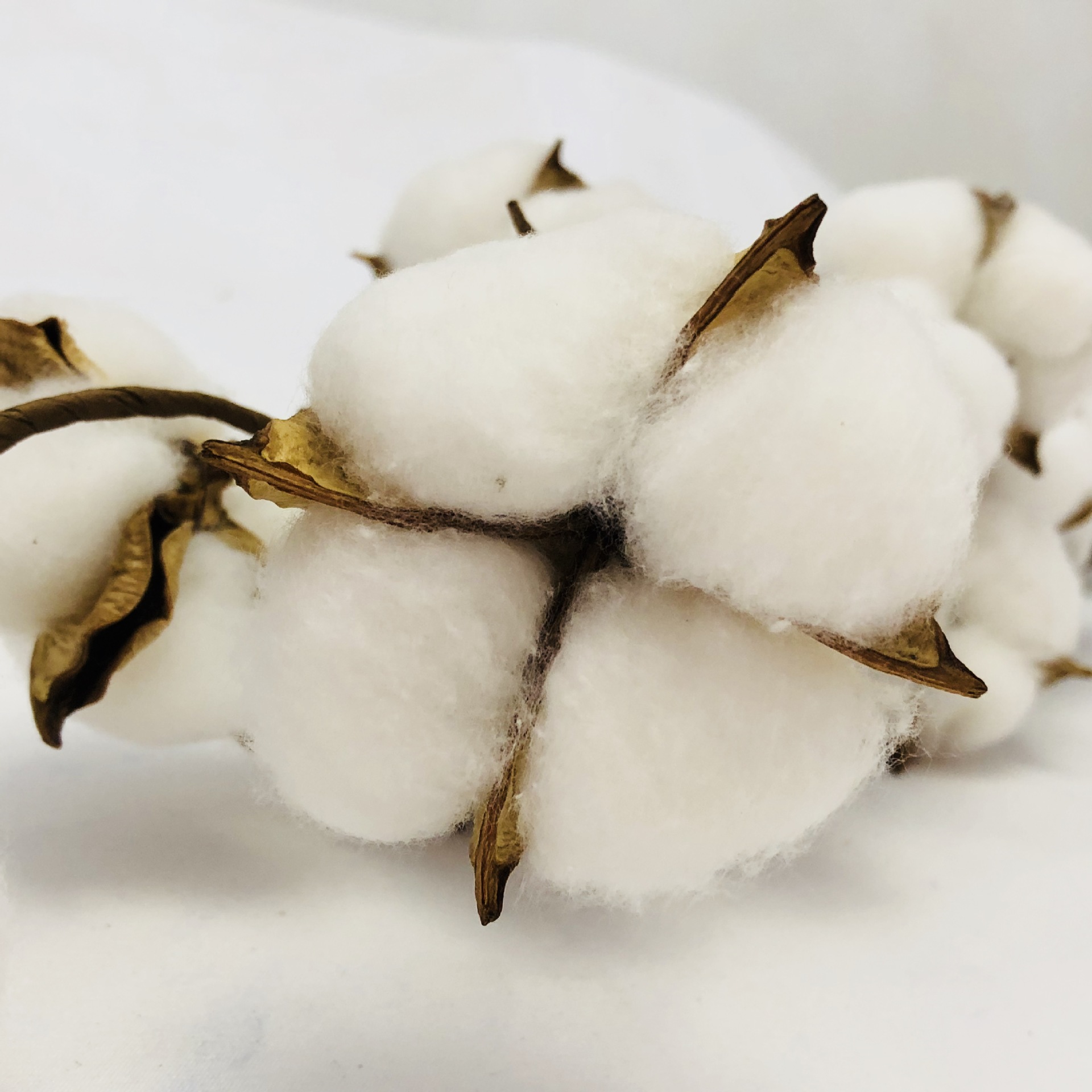 【干棉花】天然永生多头棉花花束民宿装饰拍照道具氛围装饰婚庆配