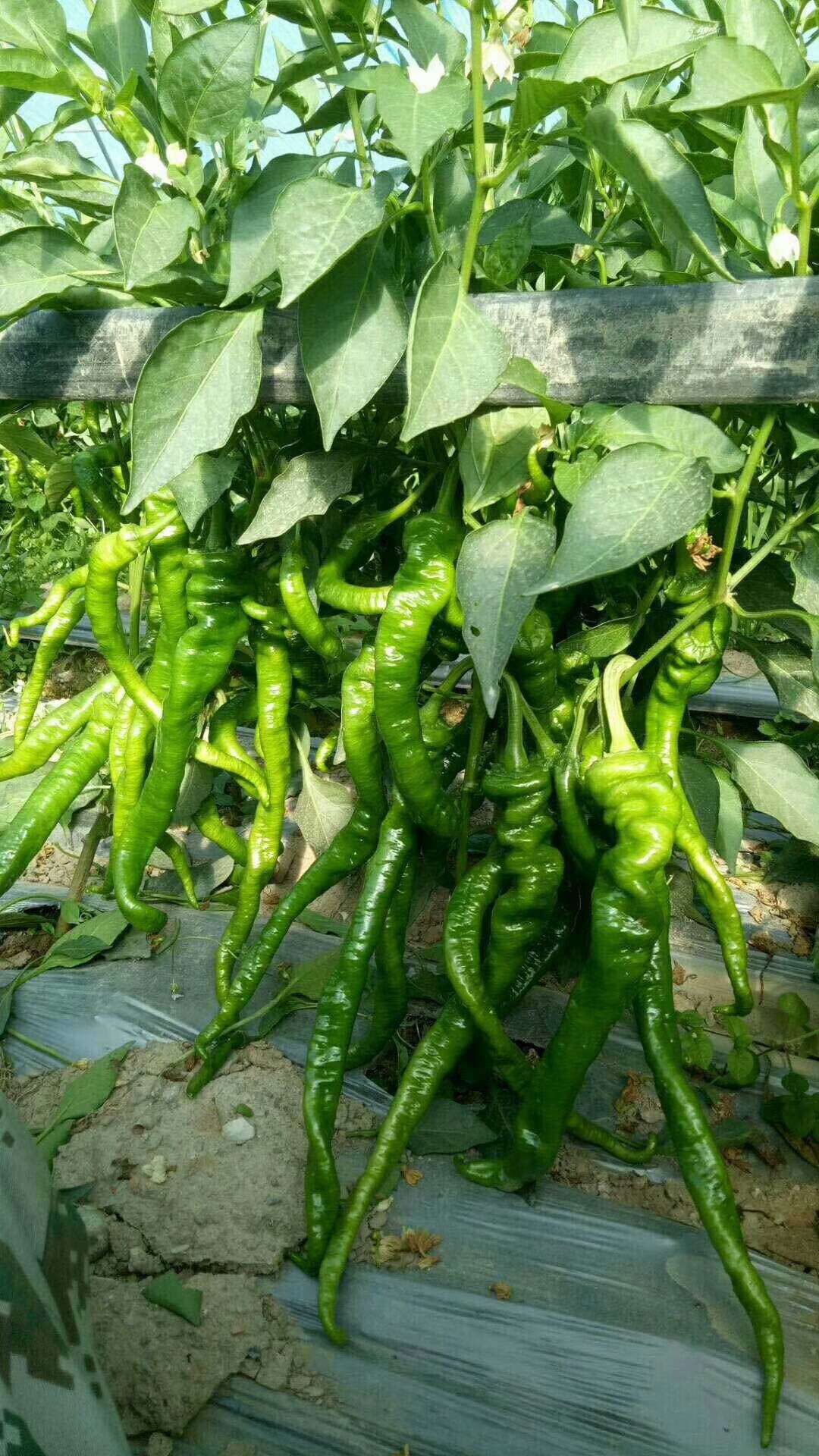 厂家直销 航椒5号辣椒 种子长羊角型/辣味中/适应性广 20g/袋