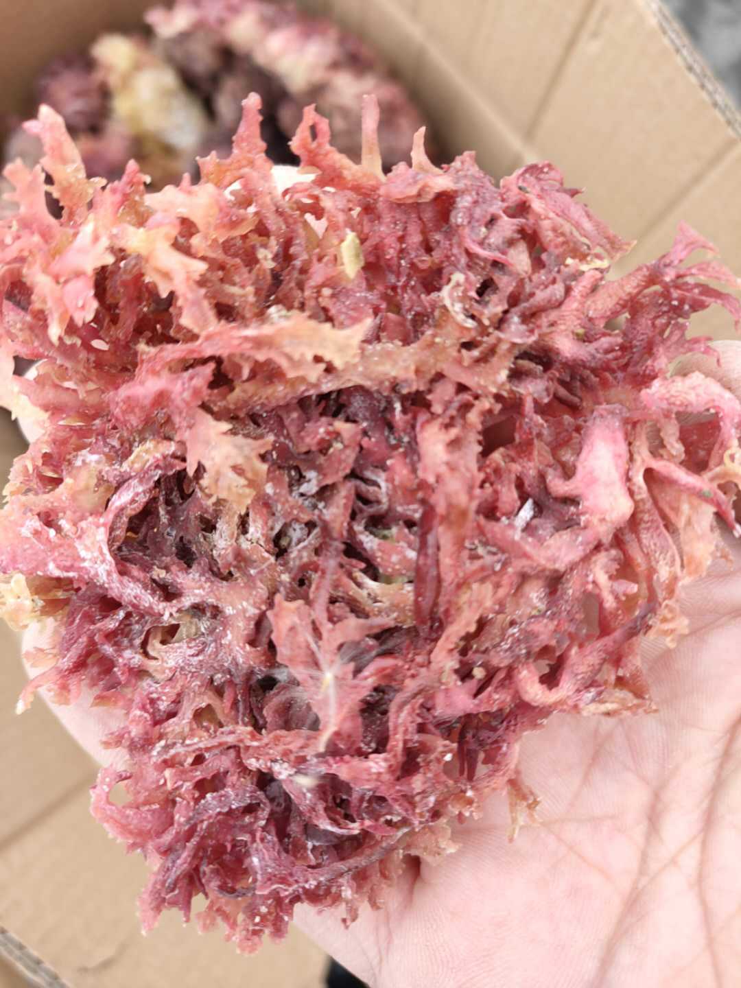 红石花菜500g麒麟菜血珊瑚草海燕窝海石花鹿角菜龙须海藻海冻菜干