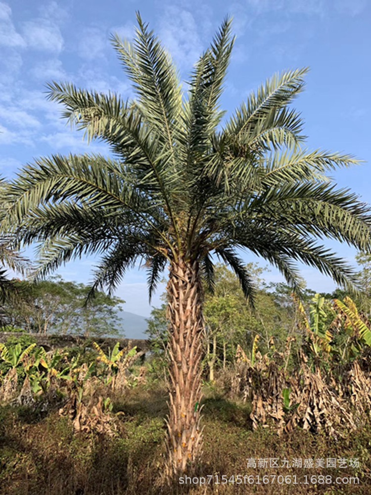 中东海枣照片图片