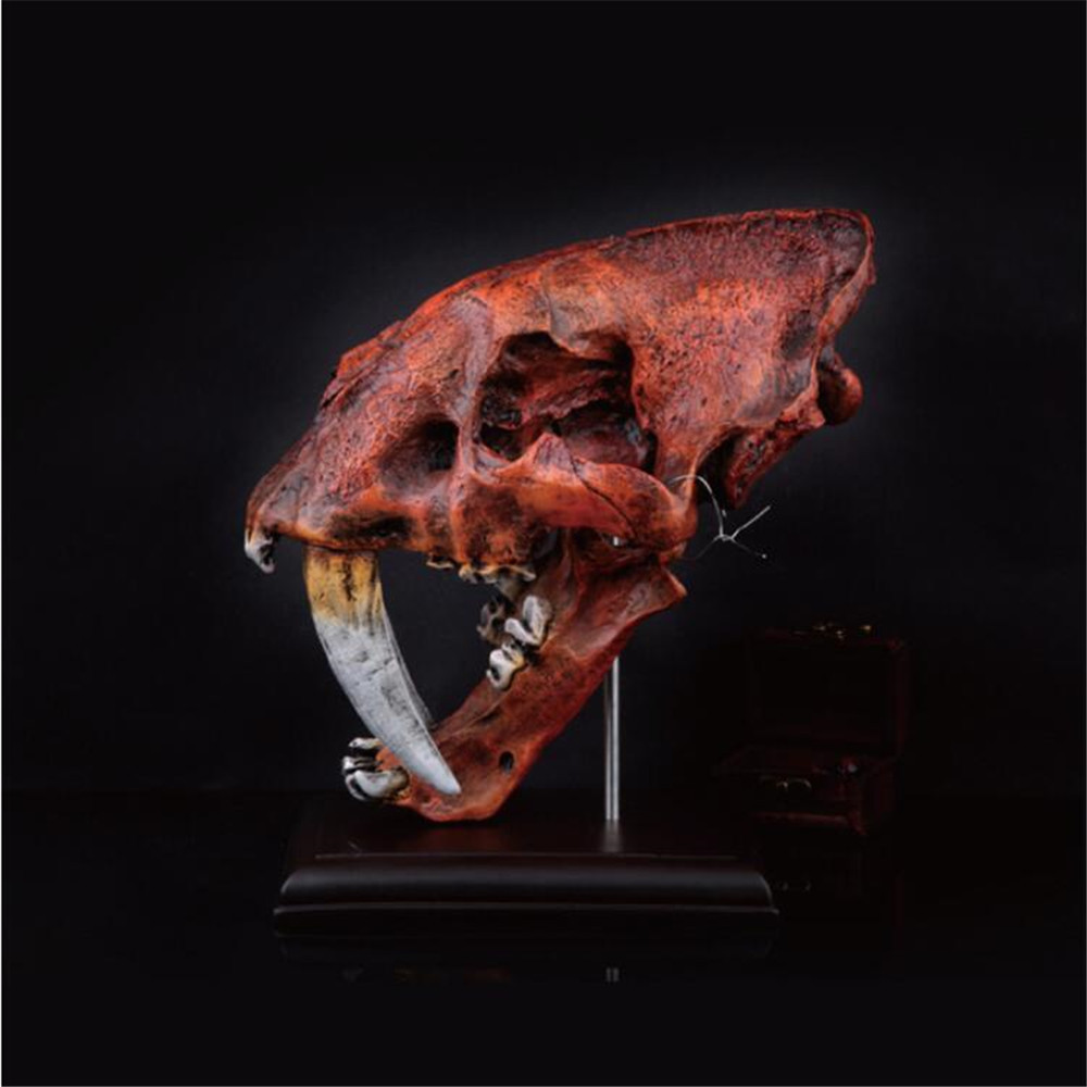 美洲剑齿虎头骨模型仿古生物化石动物树脂工艺品收藏摆件装饰-阿里巴
