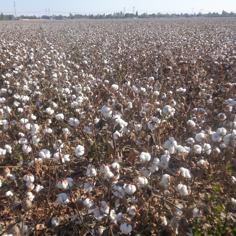 新疆纯棉花散装一级长绒棉皮棉精梳棉宝宝棉被棉絮枕头填充物
