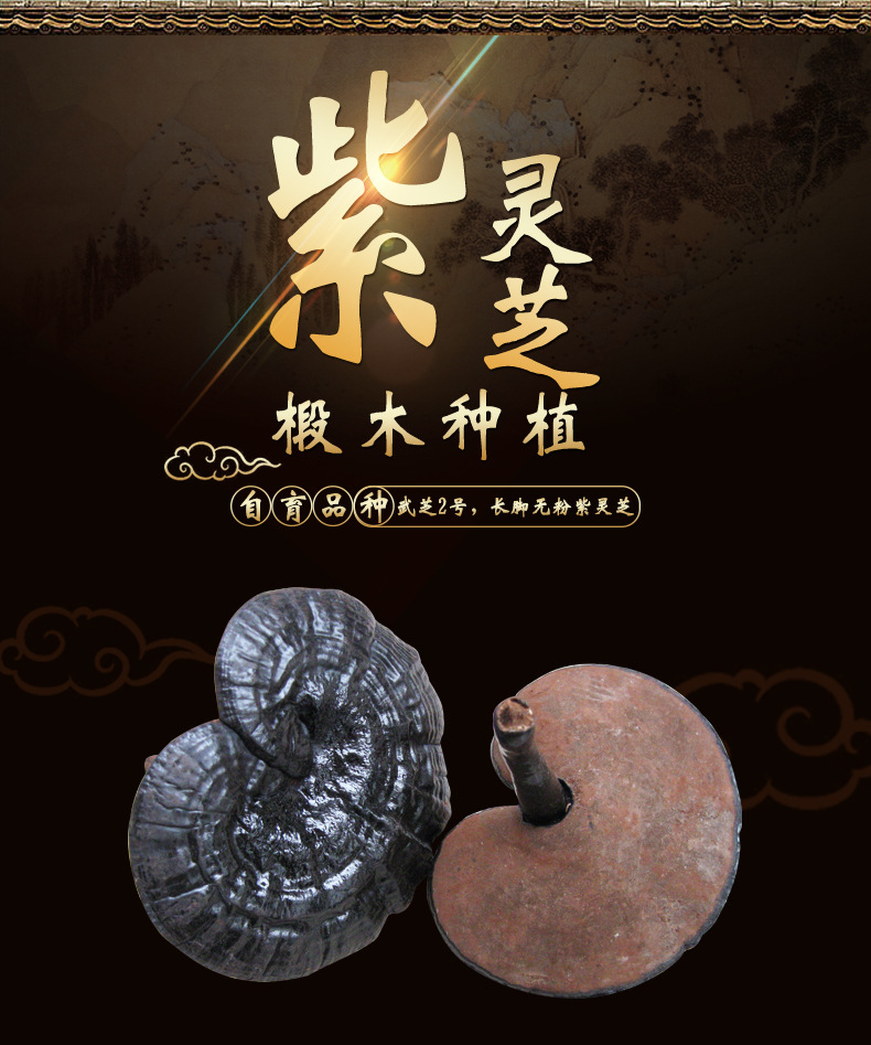 批发整朵椴木紫灵芝 破壁无粉清香有柄灵芝 色泽饱满武平紫灵芝