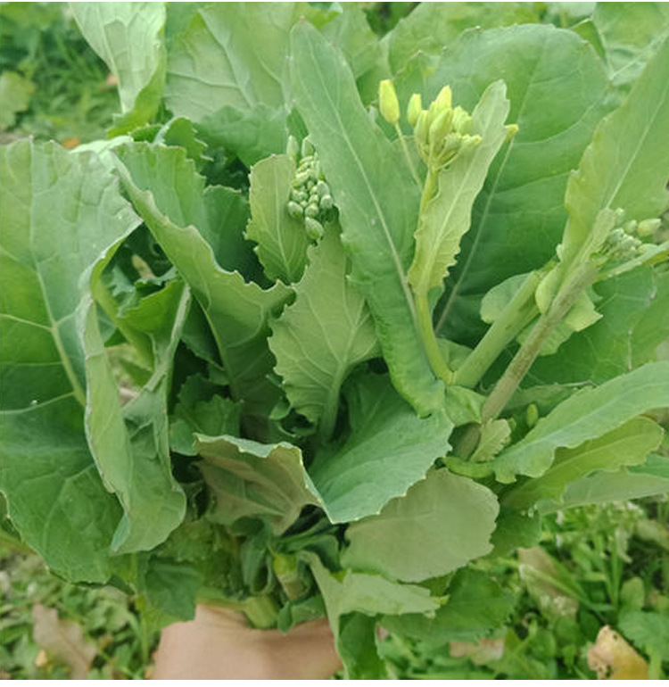 油菜苔种子籽青菜籽种春秋冬季早熟菜苔种油菜薹种籽菜台蔬菜种孑
