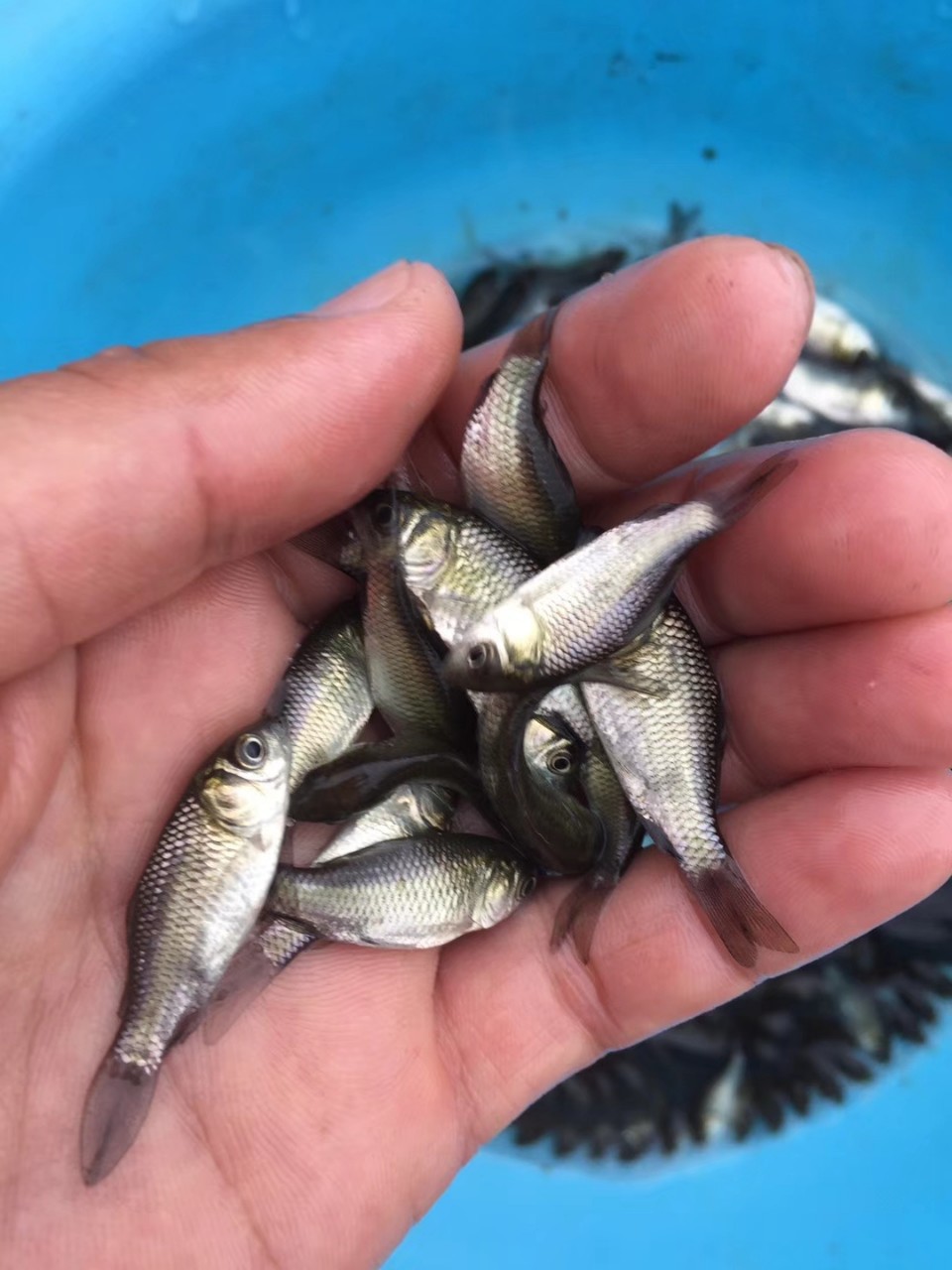 大量批发中科五号快大鲫鱼苗