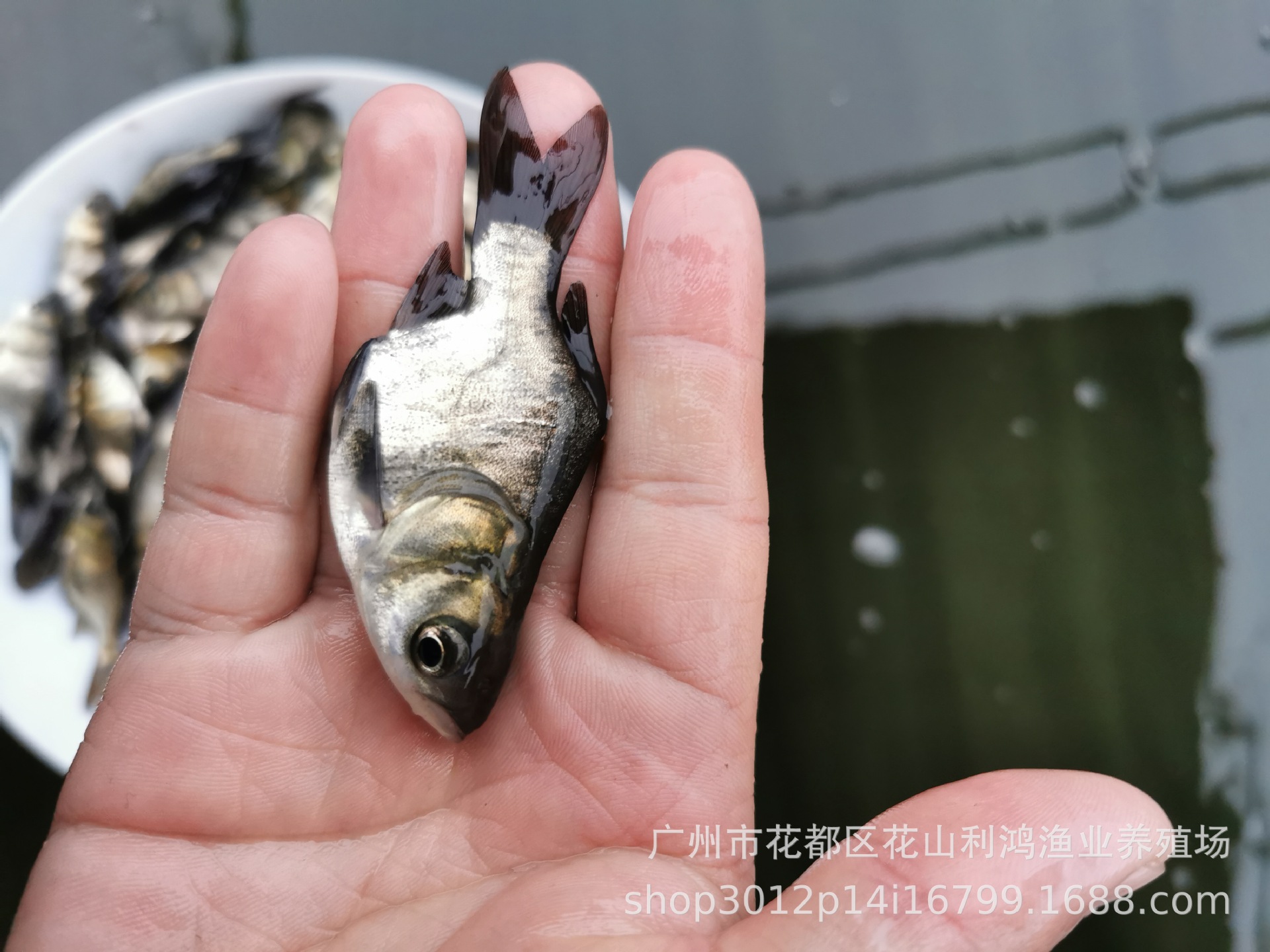 水中奇葩缩骨大头鱼苗缩骨鳙缩骨花鲢水中奇葩仙骨大头鱼