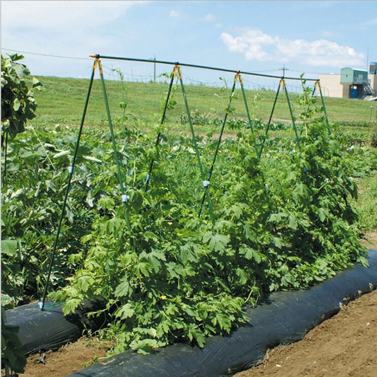 种植丝瓜爬藤架植物菜园支架攀藤植物架子攀爬黄瓜架杆