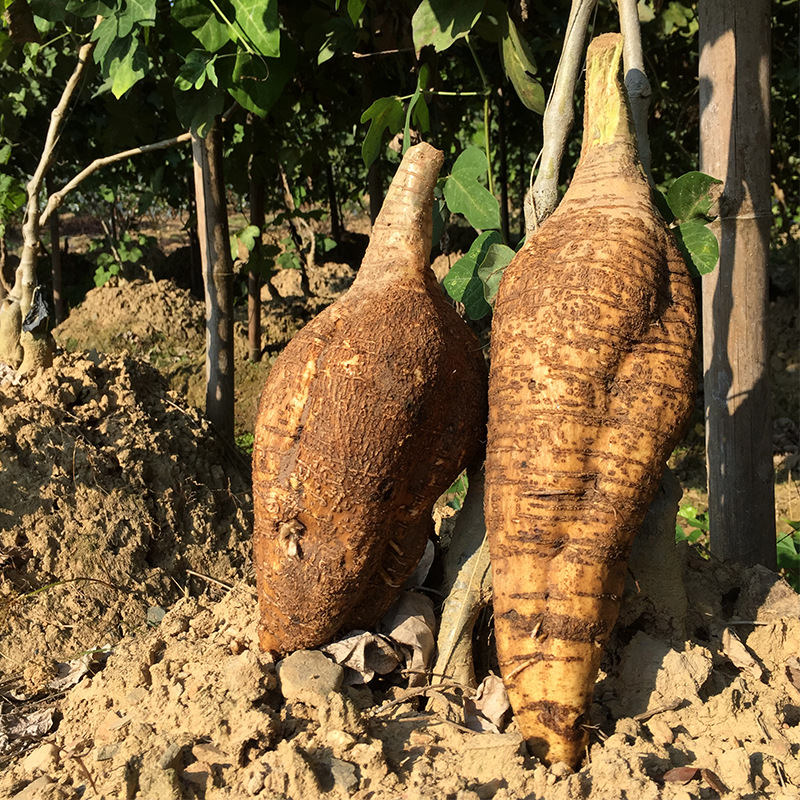 粉葛新鲜葛根无渣粉葛 现挖无渣粉嫩 农家新鲜生葛薯生鲜品广西