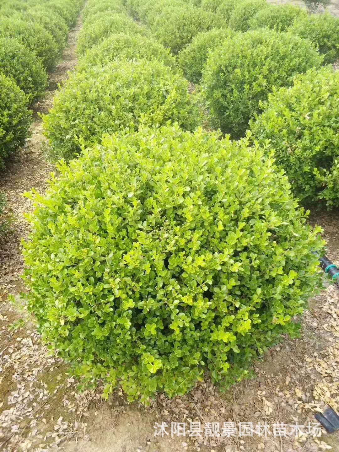 沭阳瓜子黄杨球 工程绿化植物 小叶黄杨毛球 庭院绿篱雀舌黄杨