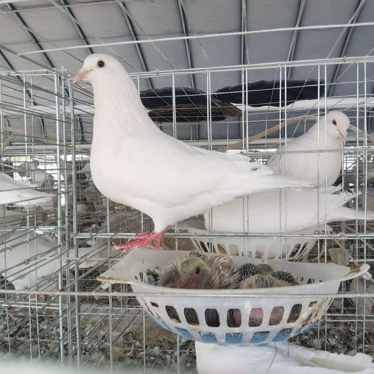 出售白羽王鸽 落地王鸽品种优良 种鸽养殖场赠送养殖笼具