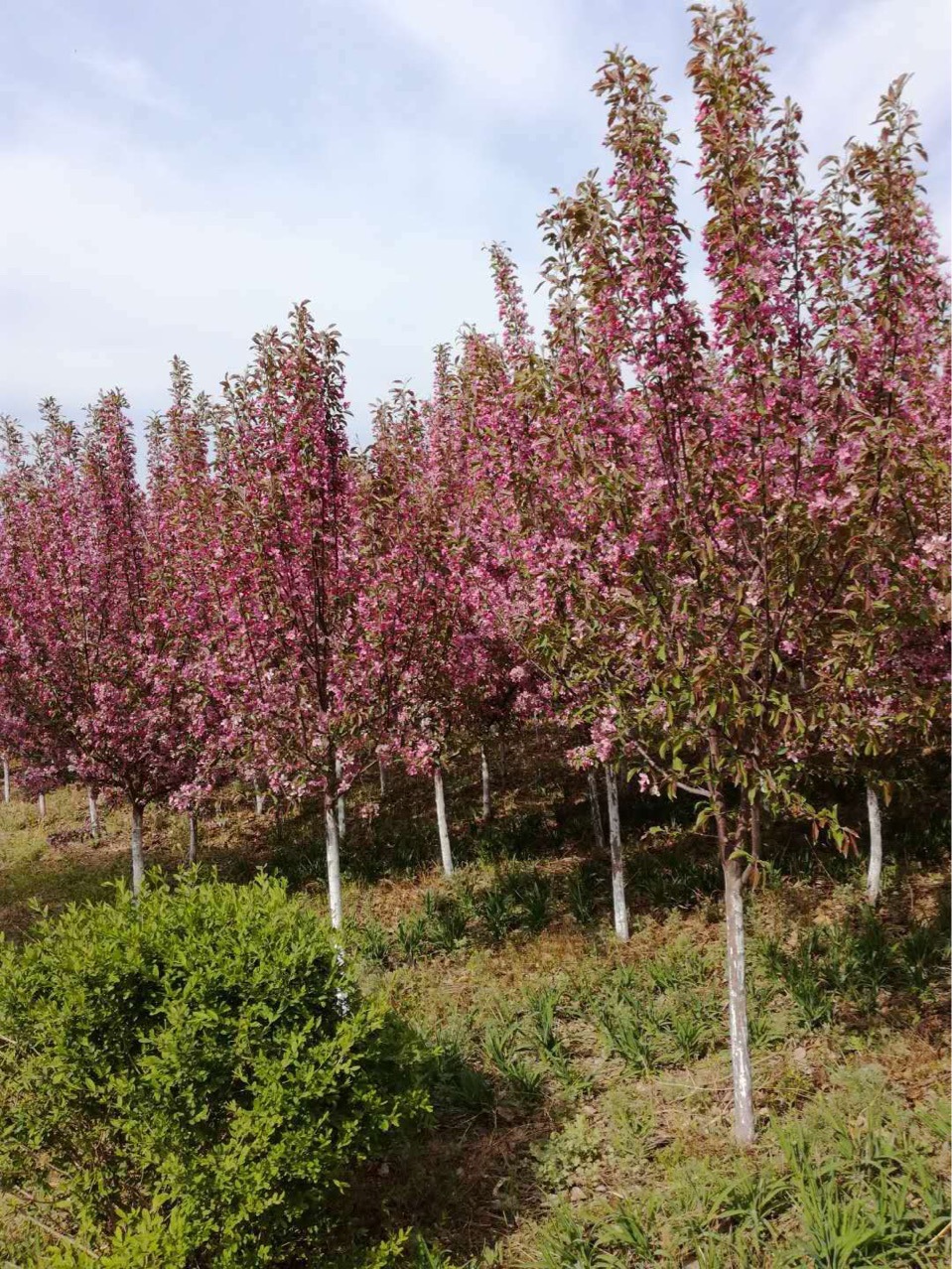 光辉海棠北美王族富贵绚丽海棠2公分-15公分